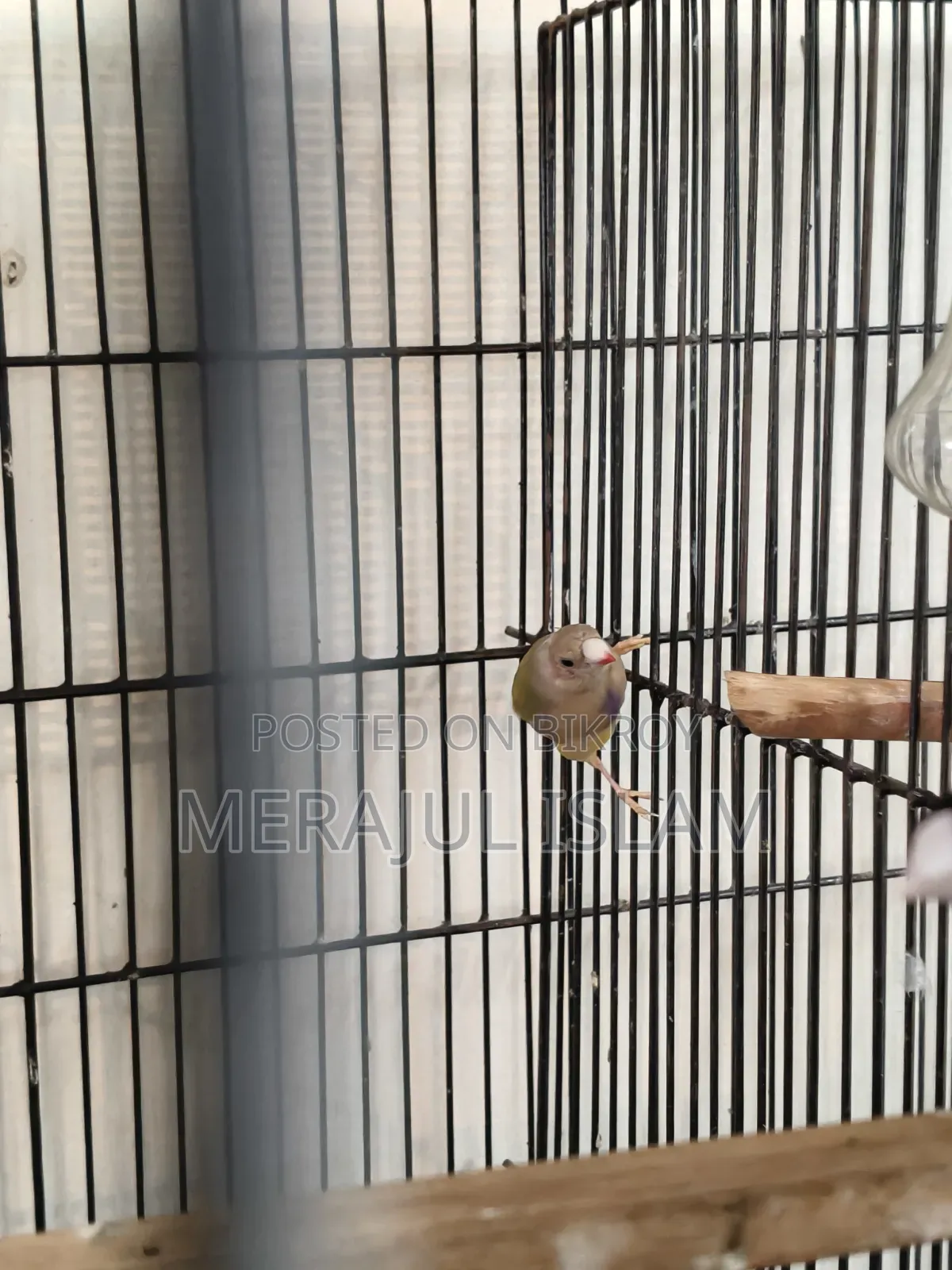 Gouldian Grey Head Male Baby