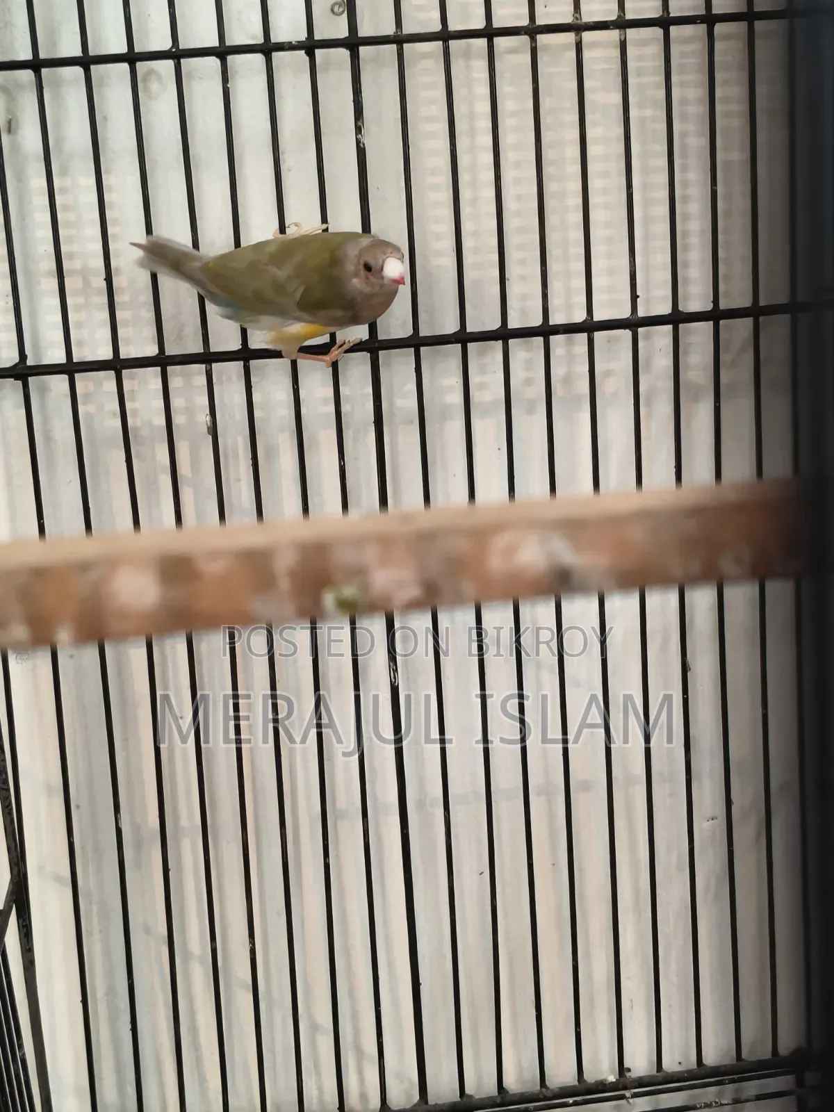 Gouldian Grey Head Male Baby