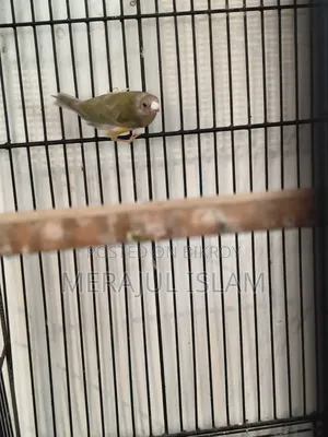 Gouldian Grey Head Male Baby