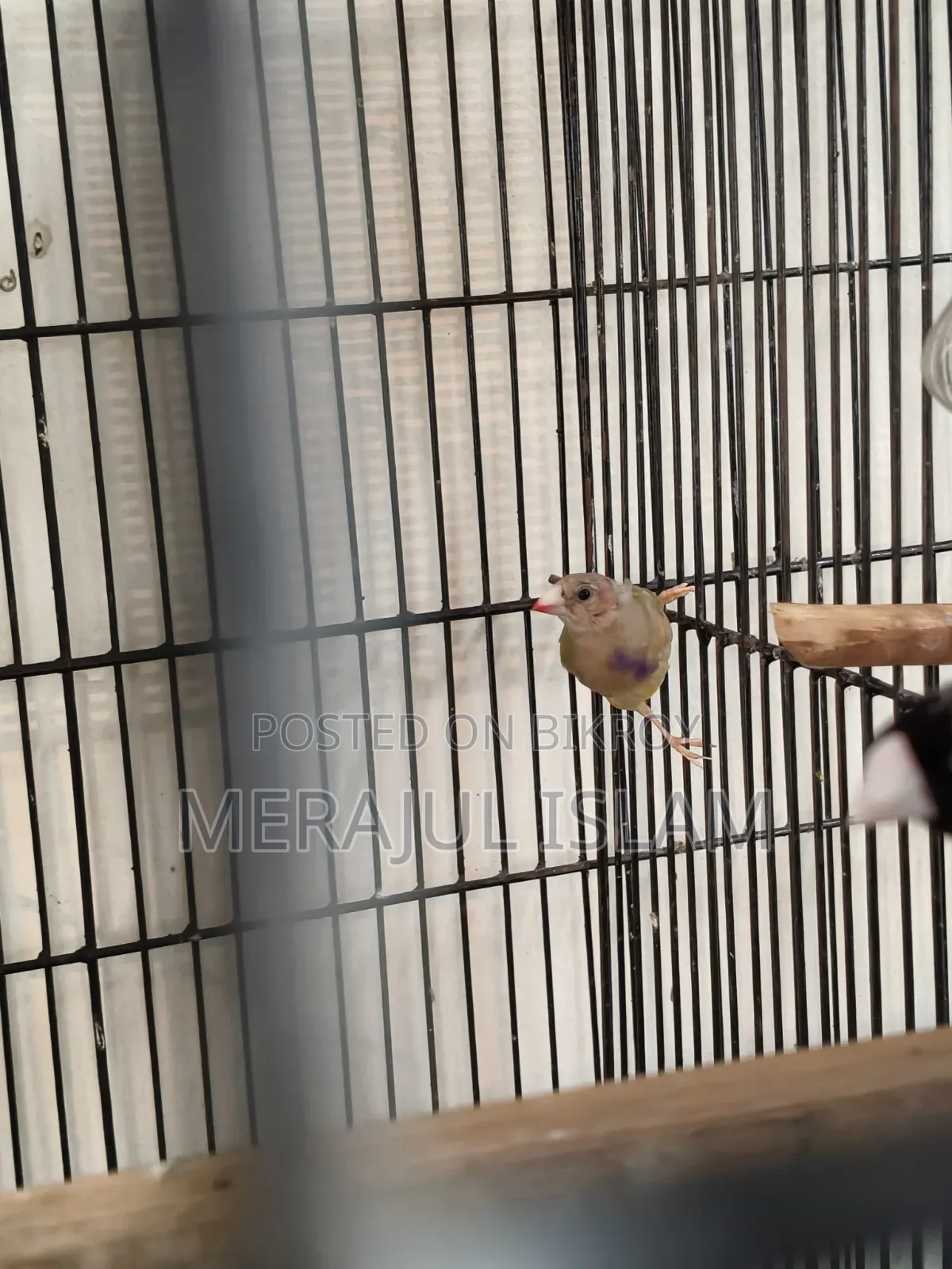 Gouldian Grey Head Male Baby