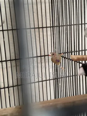 Gouldian Grey Head Male Baby