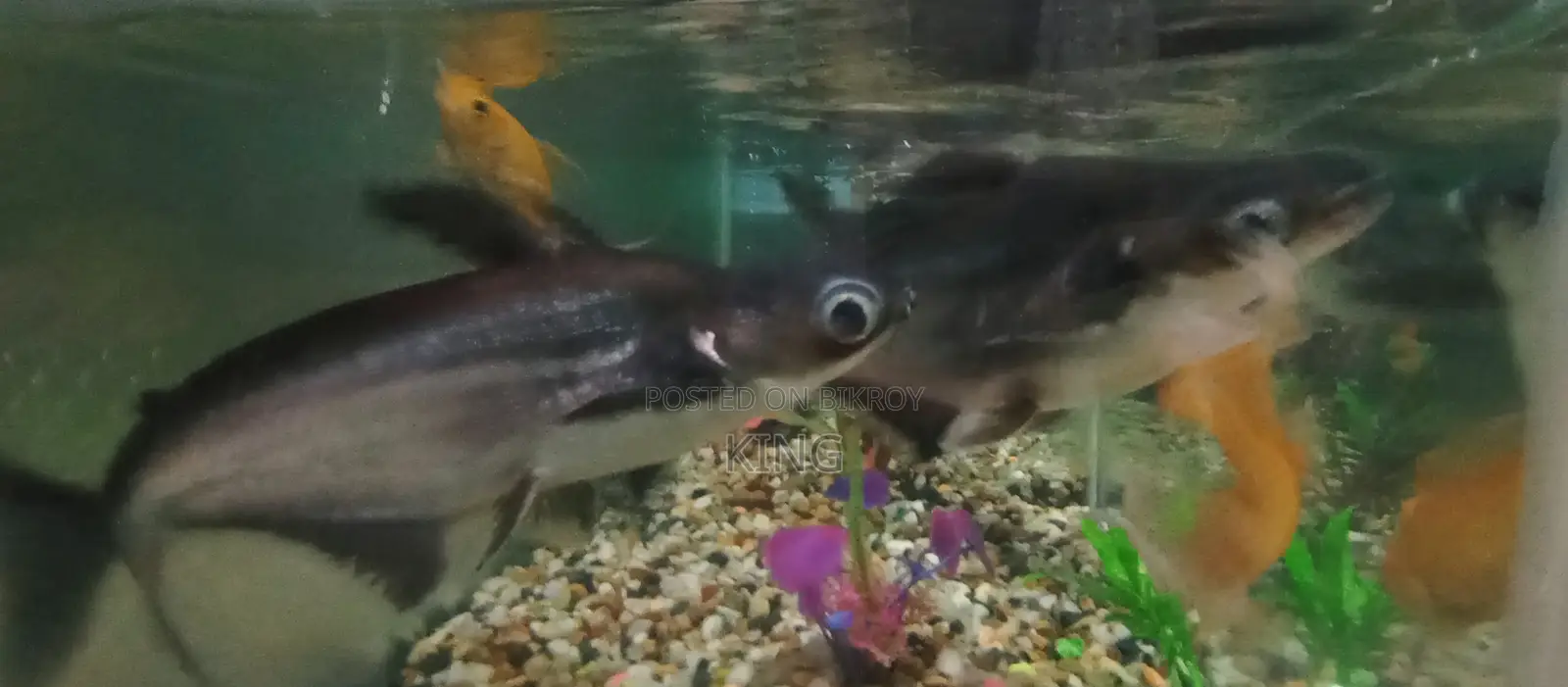 Aquarium Full Set