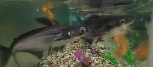 Aquarium Full Set