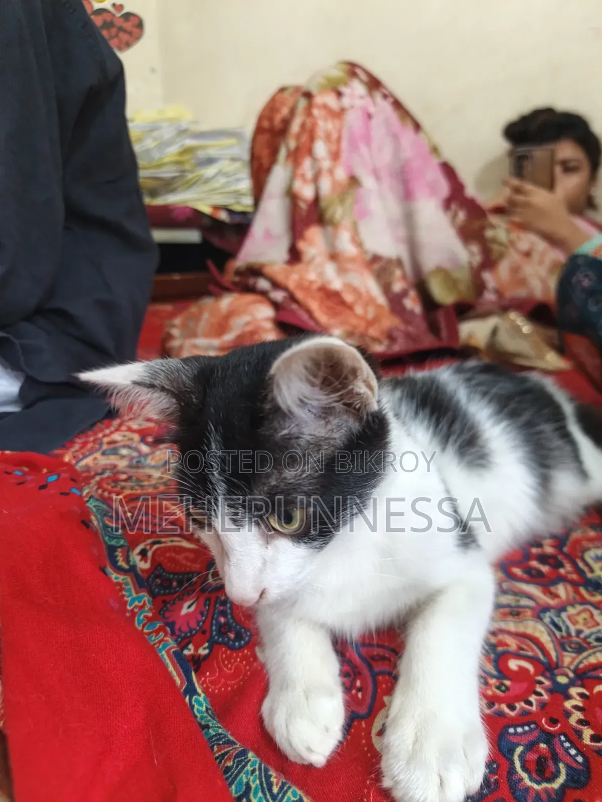 1-3 Months Male Mixed Breed Persian