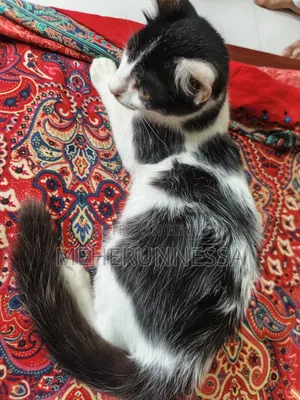 1-3 Months Male Mixed Breed Persian
