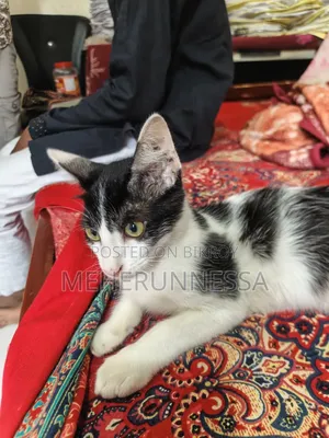 1-3 Months Male Mixed Breed Persian