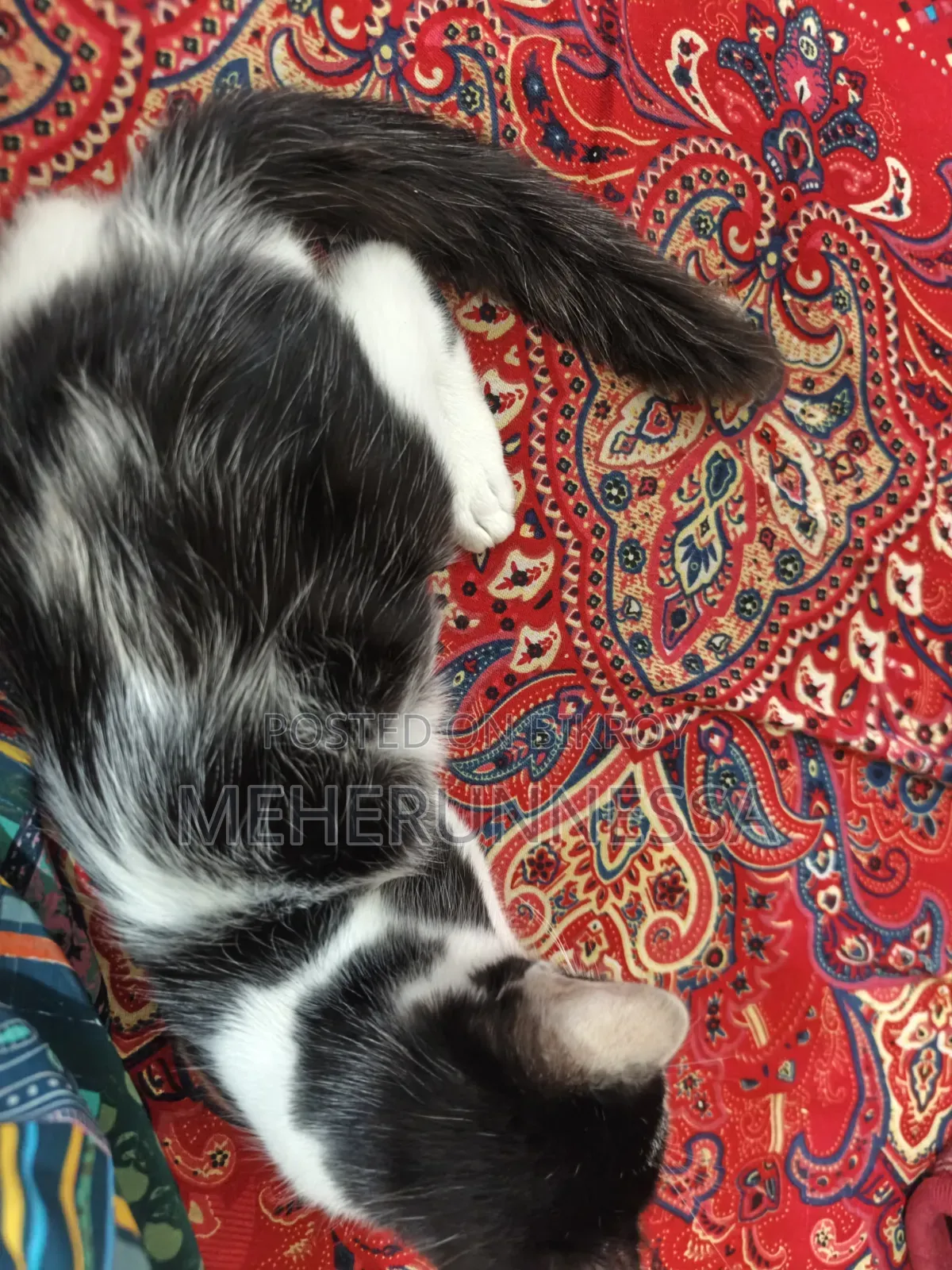 1-3 Months Male Mixed Breed Persian
