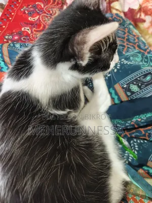 1-3 Months Male Mixed Breed Persian