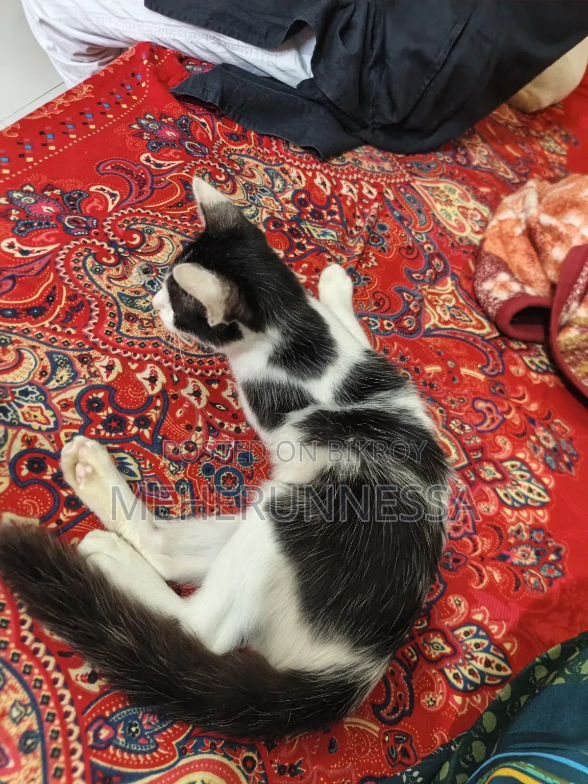 1-3 Months Male Mixed Breed Persian
