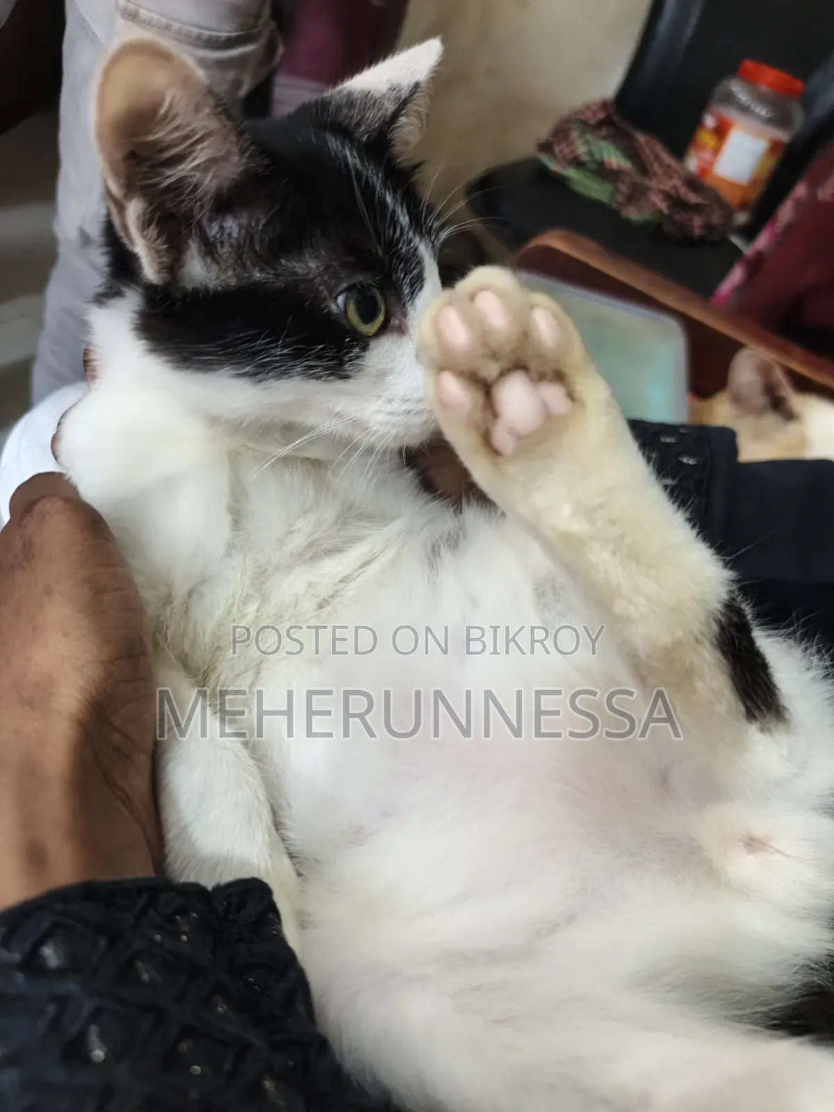 1-3 Months Male Mixed Breed Persian