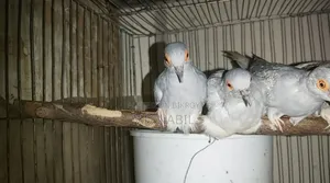 Diamond Dove