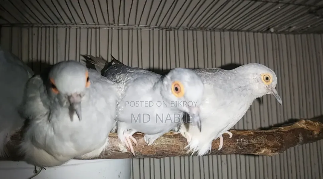 Diamond Dove