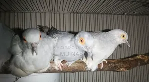 Diamond Dove