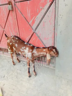 Goat Totapori Pose Another Butol