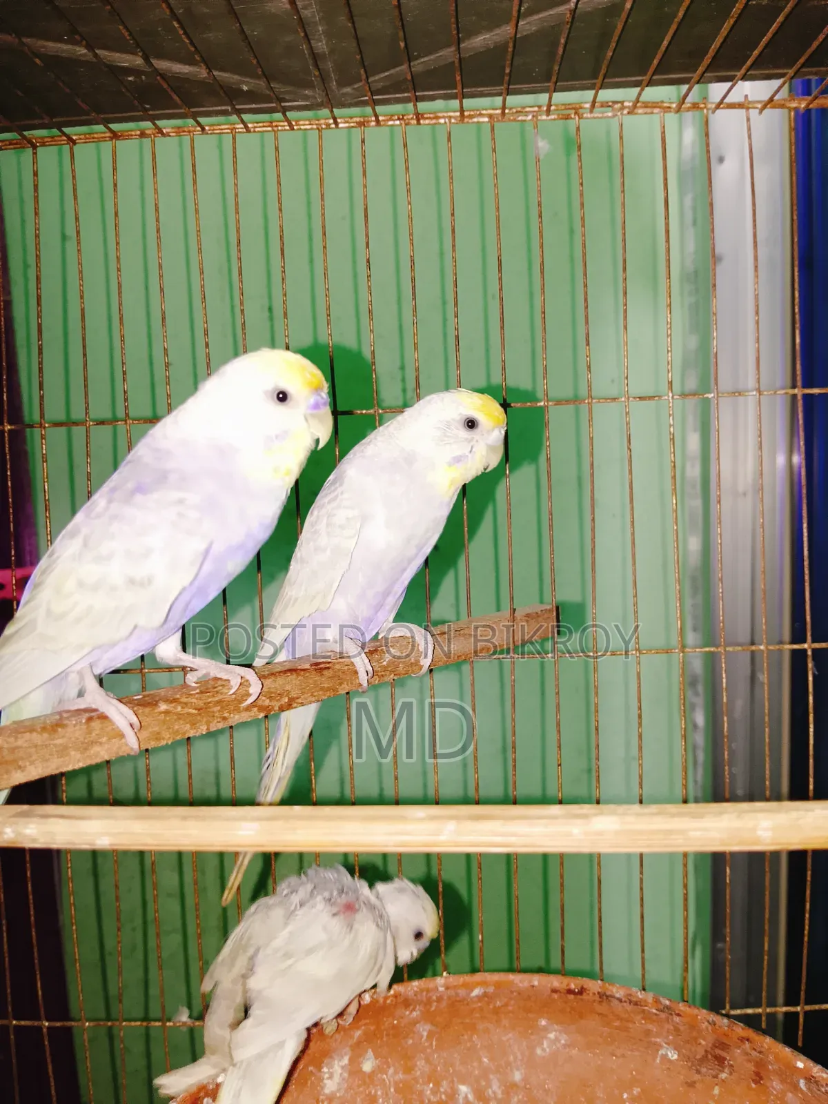 A pair of Rainbow Master Pair Budgie birds for sale.