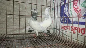 কালদম কবুতর
