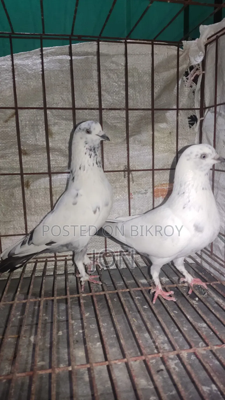কালদম কবুতর