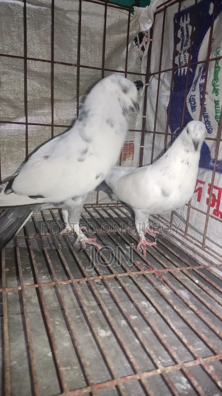 কালদম কবুতর