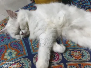 6-12 Months Female Purebred Persian