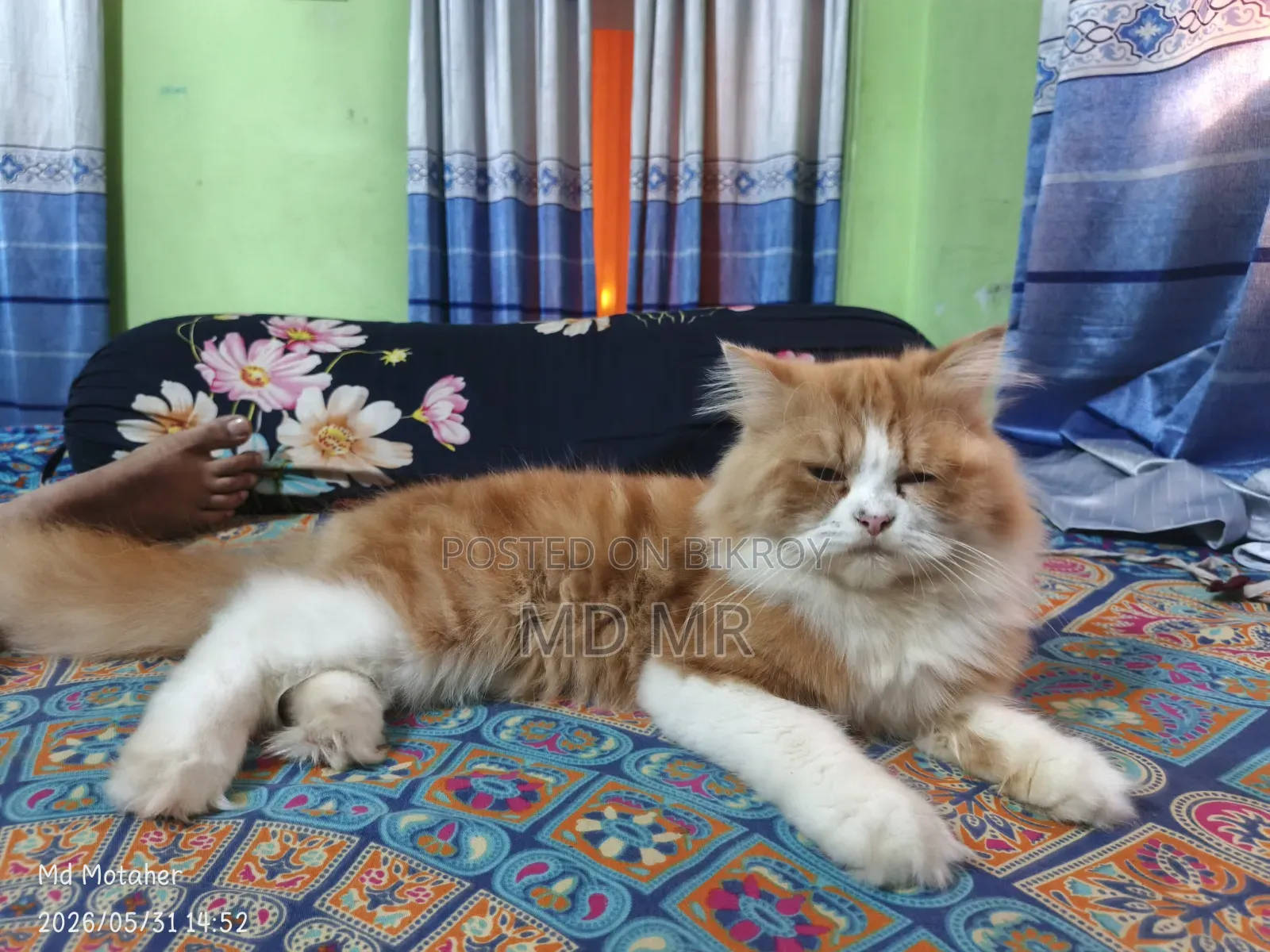 6-12 Months Female Purebred Persian