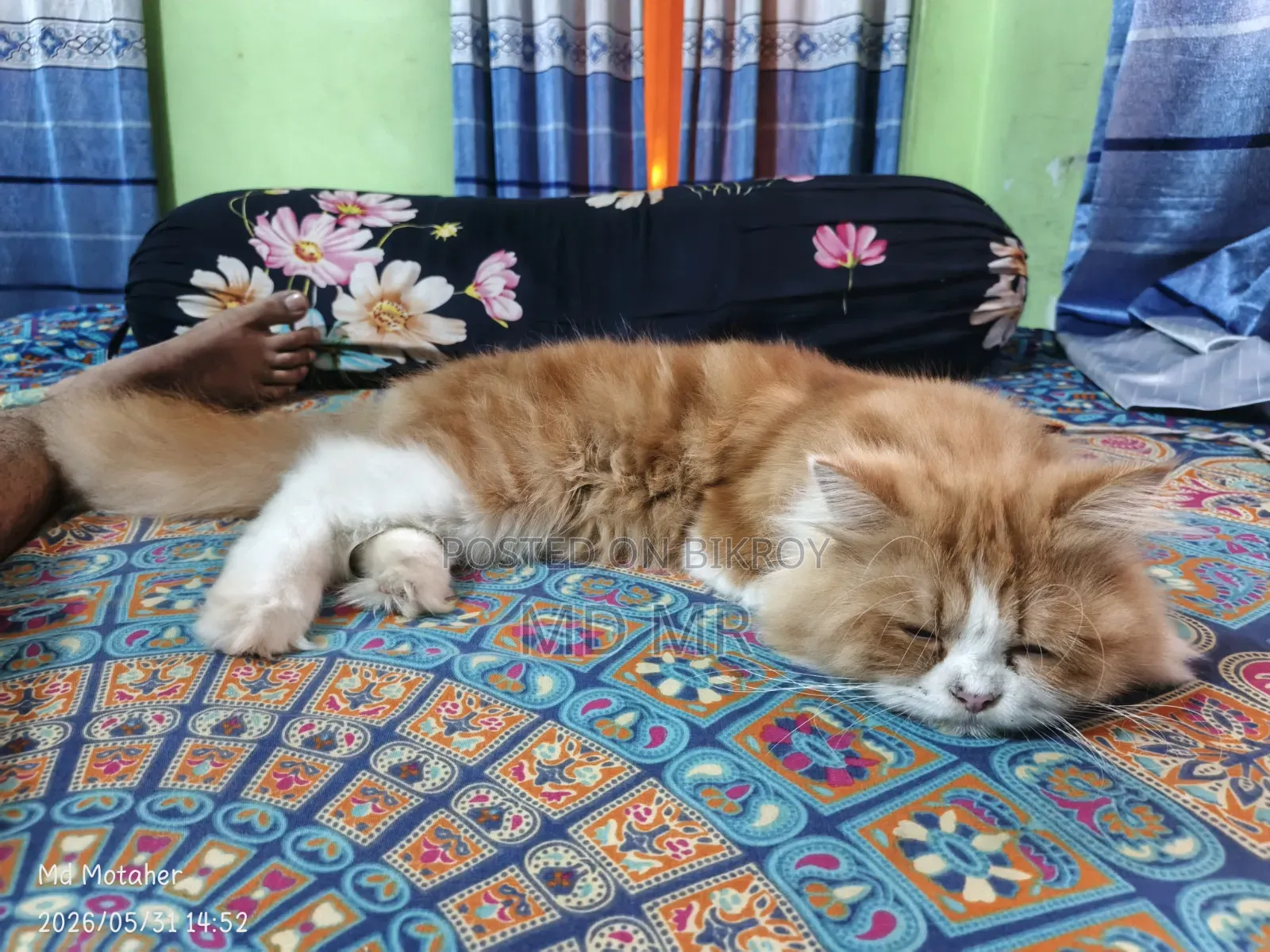 6-12 Months Female Purebred Persian