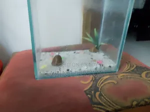 Fish Tank Full Setup (Price Fixed) No Bargaining