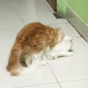 6-12 Months Female Purebred Persian