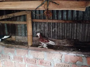 আকাশী কালো লাল মাদ্রাজী কবুতর