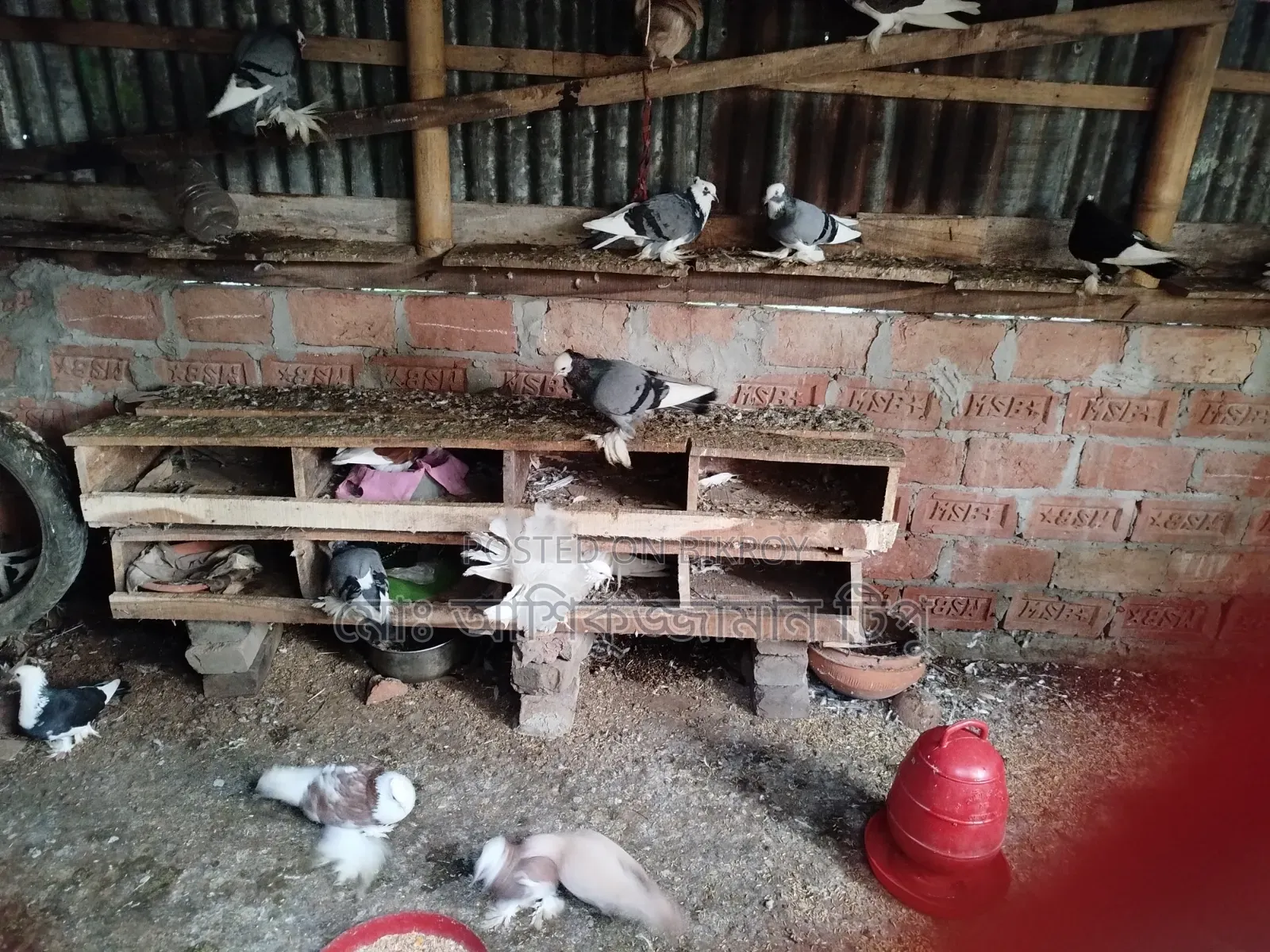 আকাশী কালো লাল মাদ্রাজী কবুতর