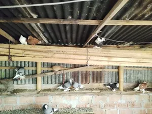 আকাশী কালো লাল মাদ্রাজী কবুতর