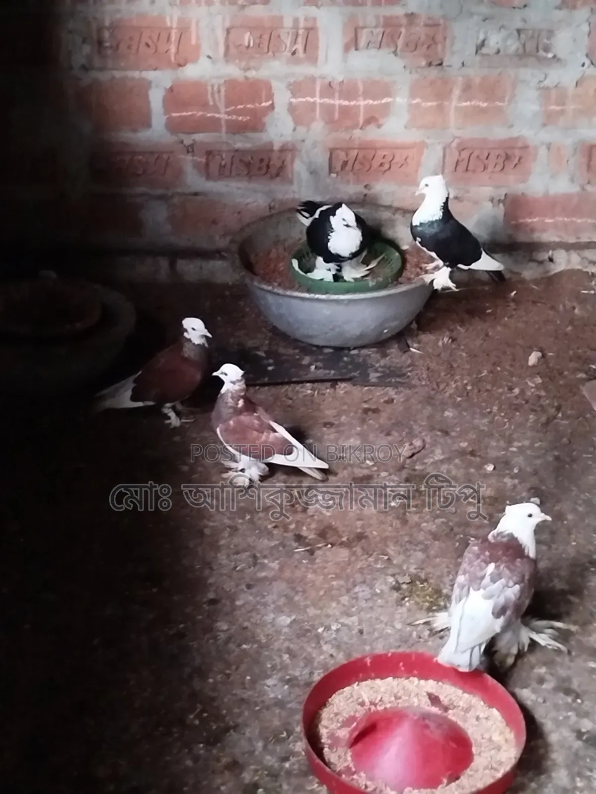 আকাশী কালো লাল মাদ্রাজী কবুতর