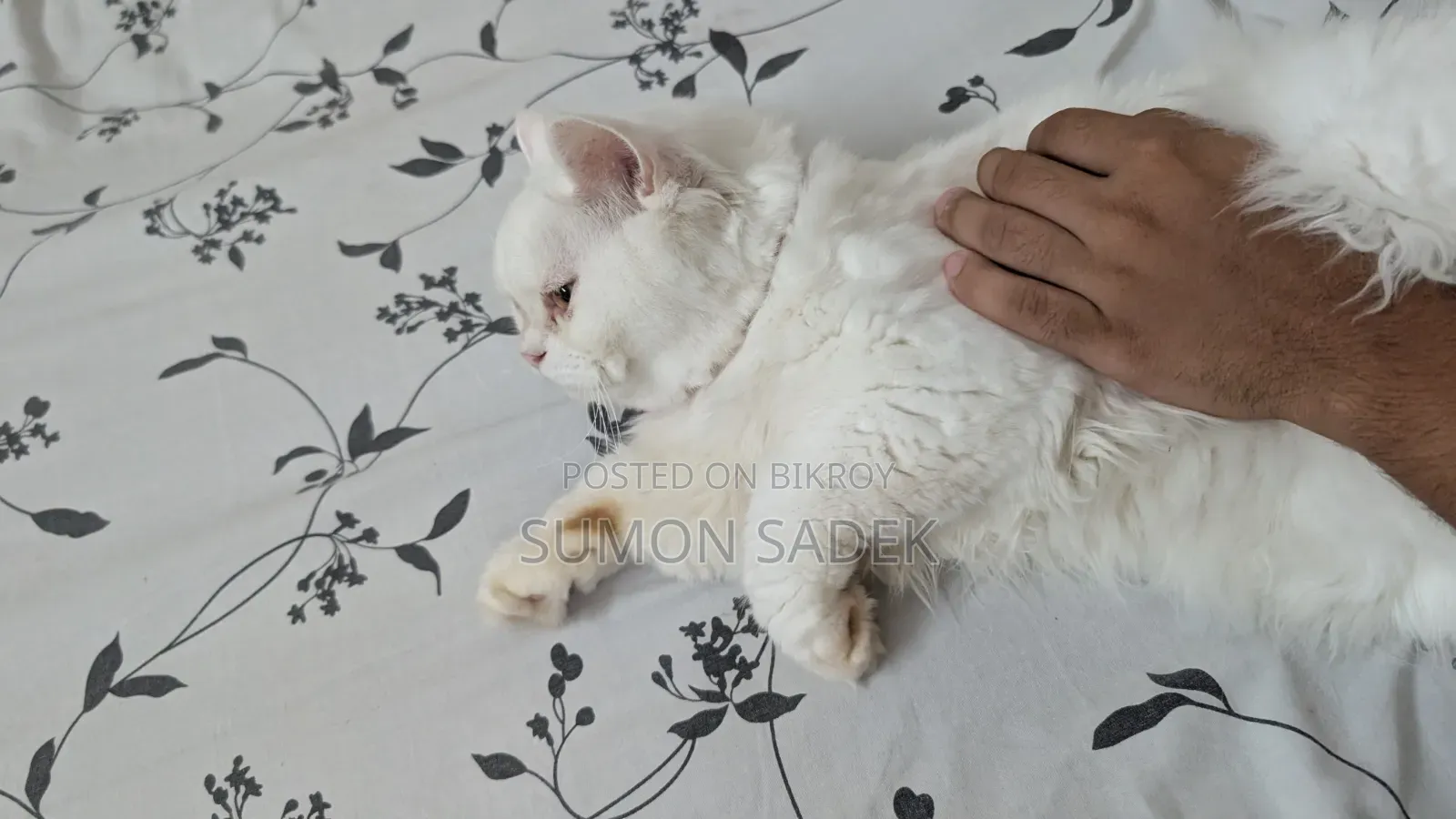 1+ Year Male Mixed Breed Persian