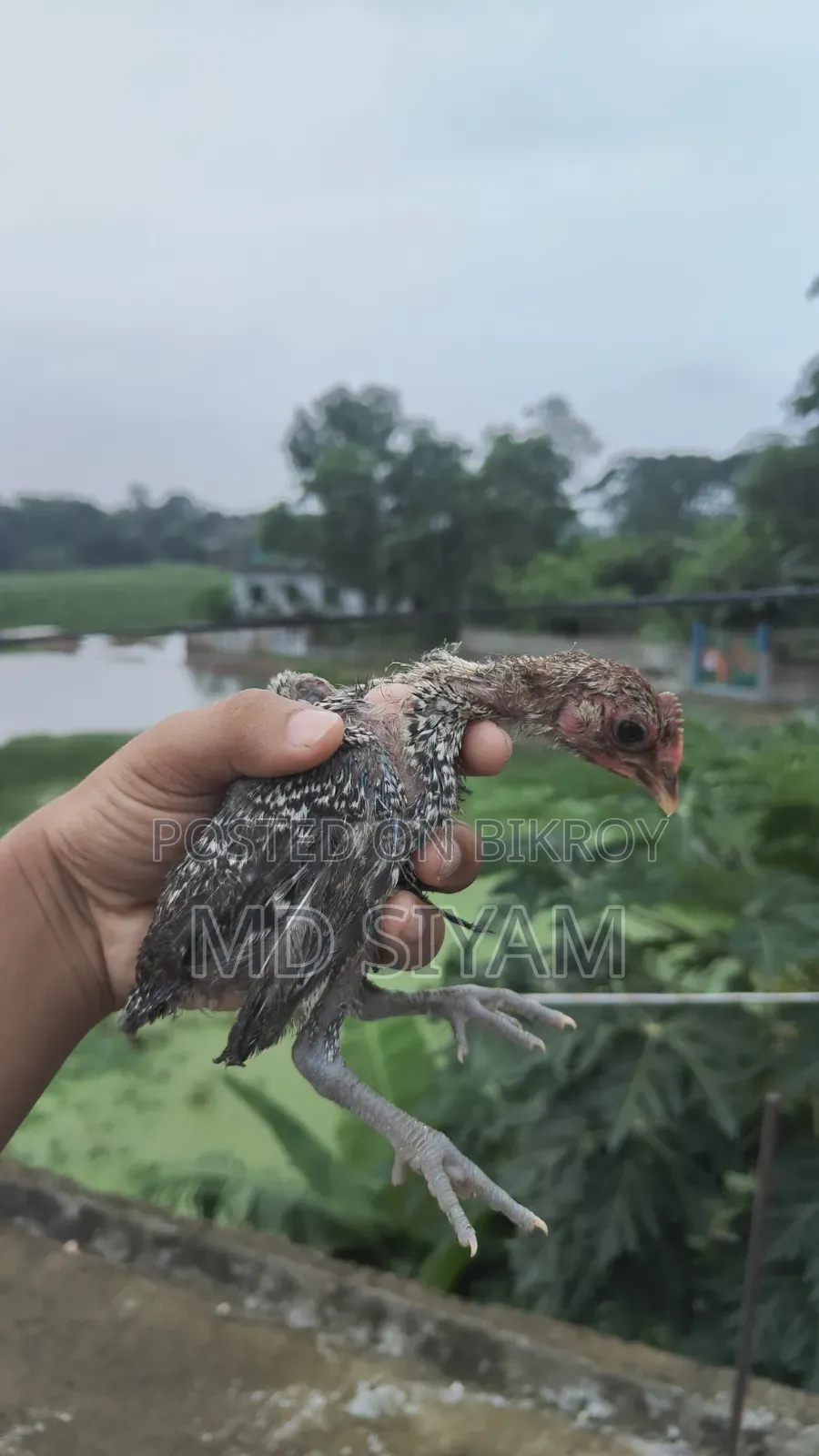 পাকিস্তানি মুরগি