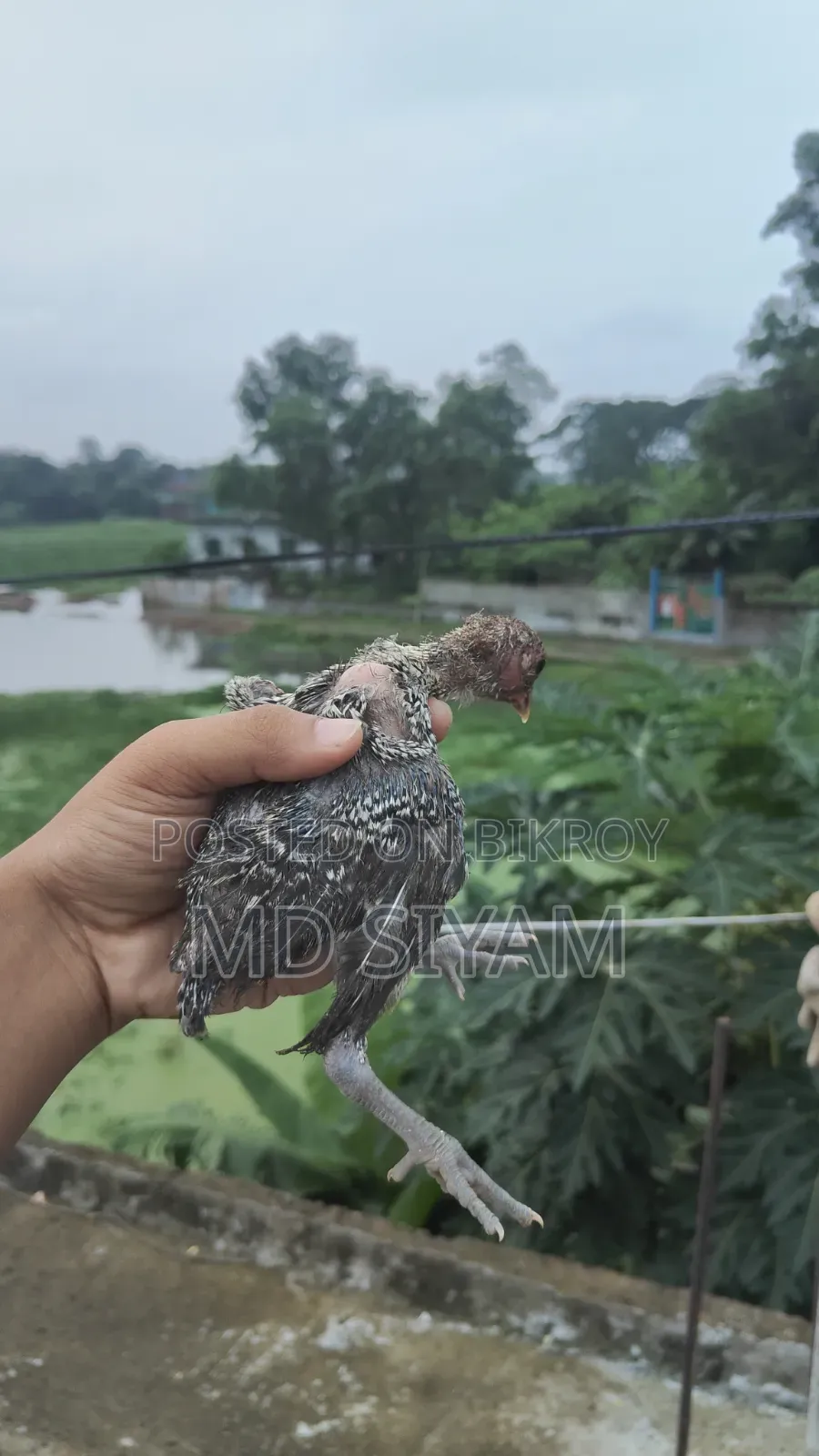পাকিস্তানি মুরগি