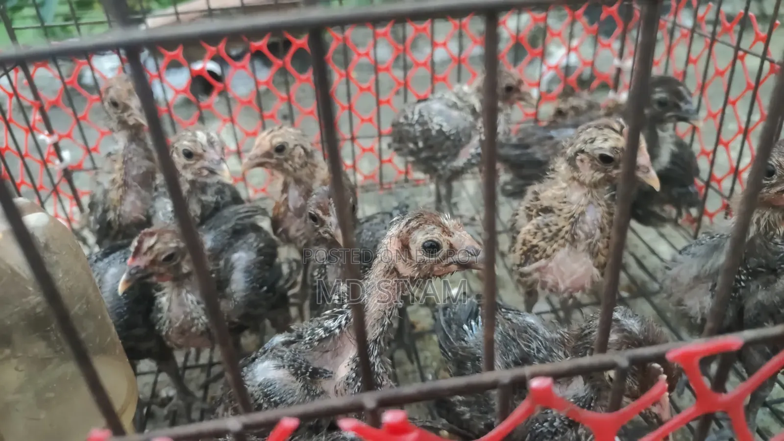 পাকিস্তানি মুরগি