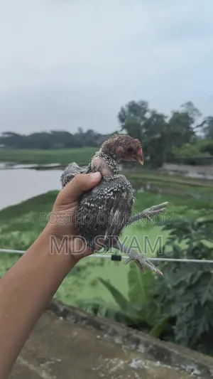 পাকিস্তানি মুরগি