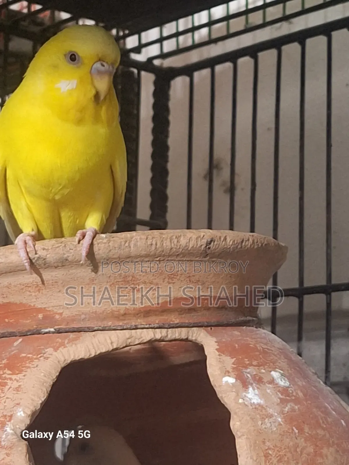 বাজরিগার রানিং ২ জোড়া