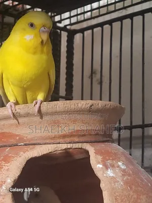 বাজরিগার রানিং ২ জোড়া