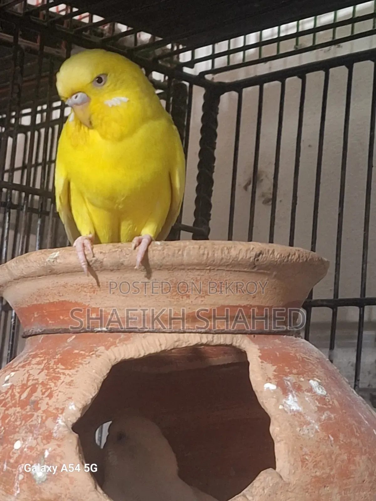 বাজরিগার রানিং ২ জোড়া