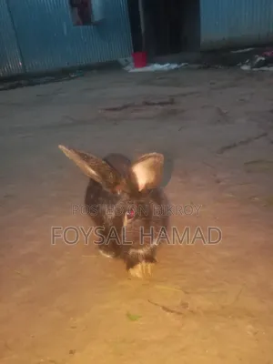 খরগোশ বিক্রয়