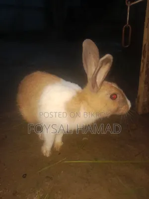 খরগোশ বিক্রয়