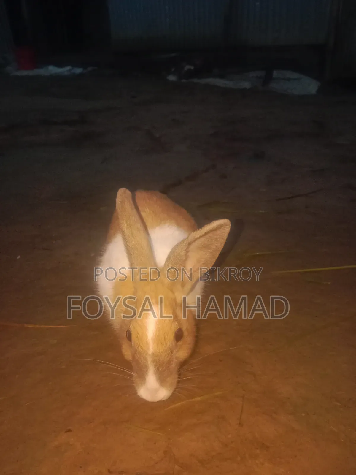 খরগোশ বিক্রয়