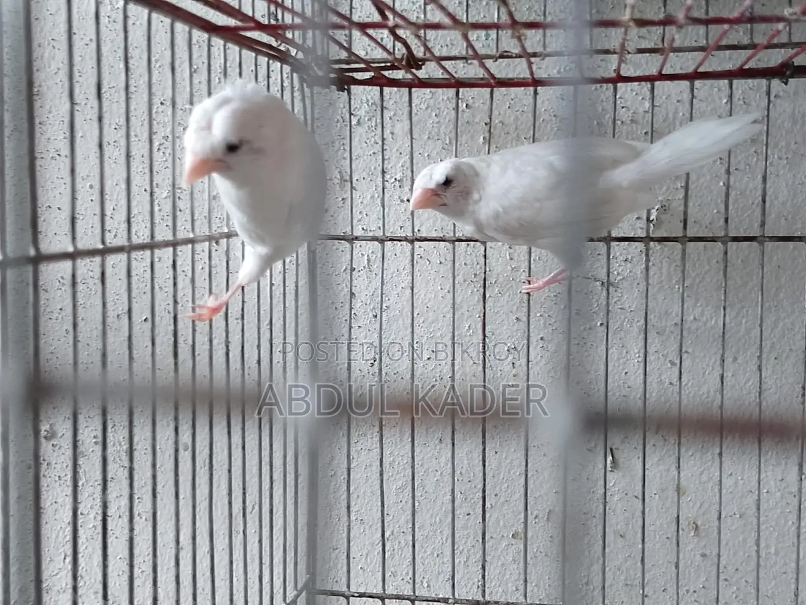 Finch bird