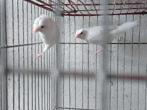 Finch bird