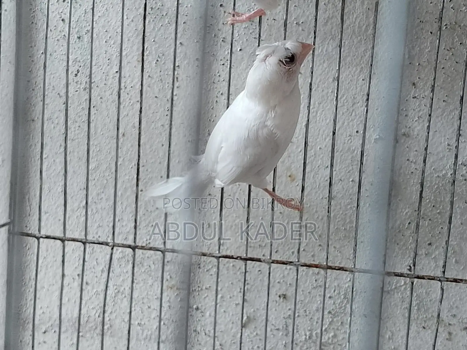 Finch bird