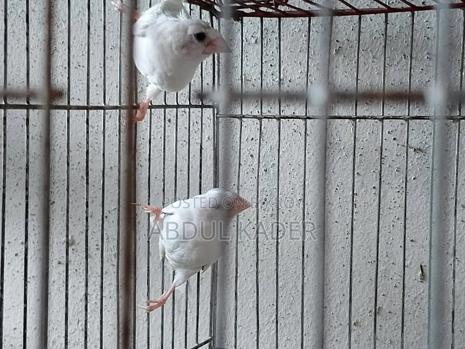 Finch bird