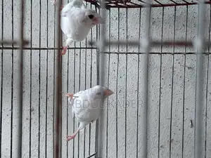 Finch bird