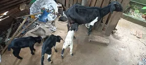দেশি ছাগল বাচ্চা সহ বিক্রি হবে