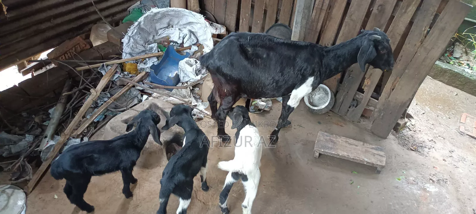 দেশি ছাগল বাচ্চা সহ বিক্রি হবে