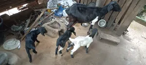 দেশি ছাগল বাচ্চা সহ বিক্রি হবে